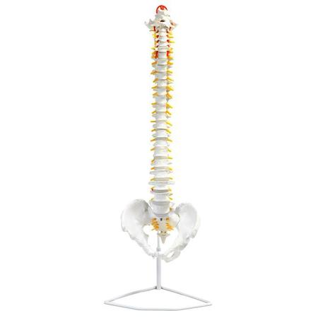 EISCO Bones, Human, Spine, Life Size Model AMCH1007AS